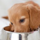 라이코 바이탈 코리아 이미지