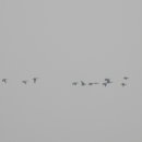 새바라기 이미지