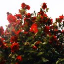 고군산탐방지원센터 관광탐방안내소 | [김윤찬 포토에세이] 63개의 보석이 수놓은 바다, 고군산군도 비경(秘境)을 걷다