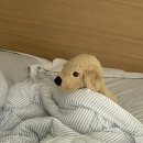 기타부부 | 캐나다 워홀 신혼부부 월 평균 지출 현실 후기