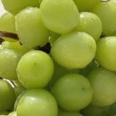 달콤바스켓 이미지