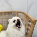 여수 죽림 동물병원 이미지