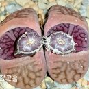 쌍디에 이미지