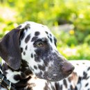 로얄동물병원 이미지