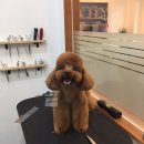 강아지 이발관 이미지