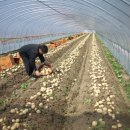 개진감자영농조합법인 이미지