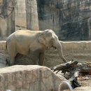 튤립 | 에버랜드 워킹사파리 튤립축제 평일 후기