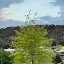 가족나무 이미지