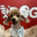 핫도그애견샵 이미지