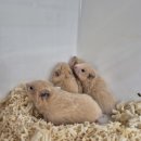 펫엔글라이더 대전점 이미지