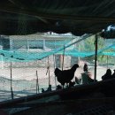 구구랜드 실키팜 이미지