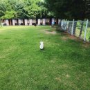 글램독 양양 | 2023.08.04 양양 애견 동반 펜션 [글램독] 양양점 후기!