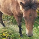 우프동물농장 이미지