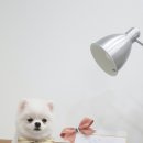 그루밍솔 이미지