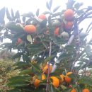 도강농장 이미지