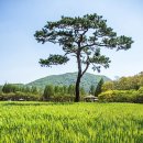 보리밭 이미지