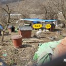 깨골농장 Daum카페
