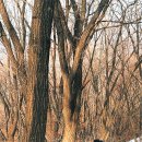 산세라 이미지