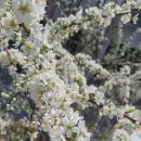 꺽쇠한우 이미지