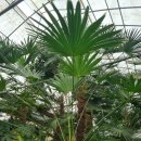 코코테로 이미지