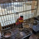 앵무세상 이미지