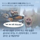 에스더 Daum카페