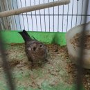 행복조류사 이미지