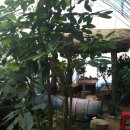 새집만석꾼 이미지