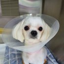 산호동물병원 이미지