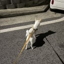 그루밍츄 이미지