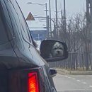 롯데마트시화점 | 주간일기::갤럭시S26울트라AI사진보정, 코스트코고척점, 삼바리 부천삼산점, 진세이, 버터떡, 강아지...