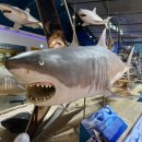 제주해양동물박물관 | [제주/일상] 제주 아이체험 실내코스 추천｜제주해양동물박물관 솔직후기