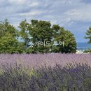 안담농장 | [일본ep04] 훗카이도 일일투어 추천/ 비에이 후라노 버스 투어/ 하루하루 투어 솔직 후기/ 서이추환영