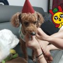 [강아지 실종신고]산타를 찾습니다(평택, 안성) 푸들 미니어쳐 이미지