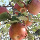 홍계마을 이미지