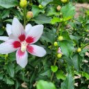 무궁화펜션 이미지