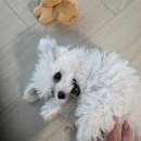 콩닥 동물병원 | 솜이의 일상 : 솜이가 아파요 / 동물병원 다녀온 후기
