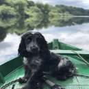 유어펫그루밍 이미지