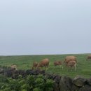 호성목장 이미지