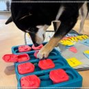 마이펫 강아지유치원 이미지