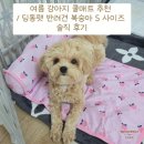 메드썸 | 여름 강아지 쿨매트 추천 / 딩동펫 반려견 복숭아 S 사이즈 솔직 후기
