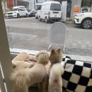 땡큐 베리 도그 이미지