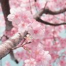 벚꽃 - 부평구 마장로324번길 78 | 벚꽃