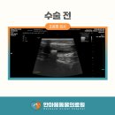원곡동물병원 네이버블로그