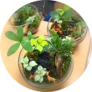 꽃숲유치원 | 대전천안전주,통계청 직원 힐링 프로그램,나만의 작은 숲 ‘테라리움’ 만들기 수업 후기