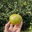 부영농장3 이미지