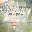 스랍(seraphs) Daum카페