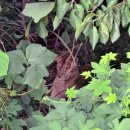 레오목장 2 이미지