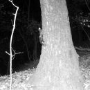 다람쥐가 이미지