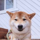 봉화강아지마을 이미지